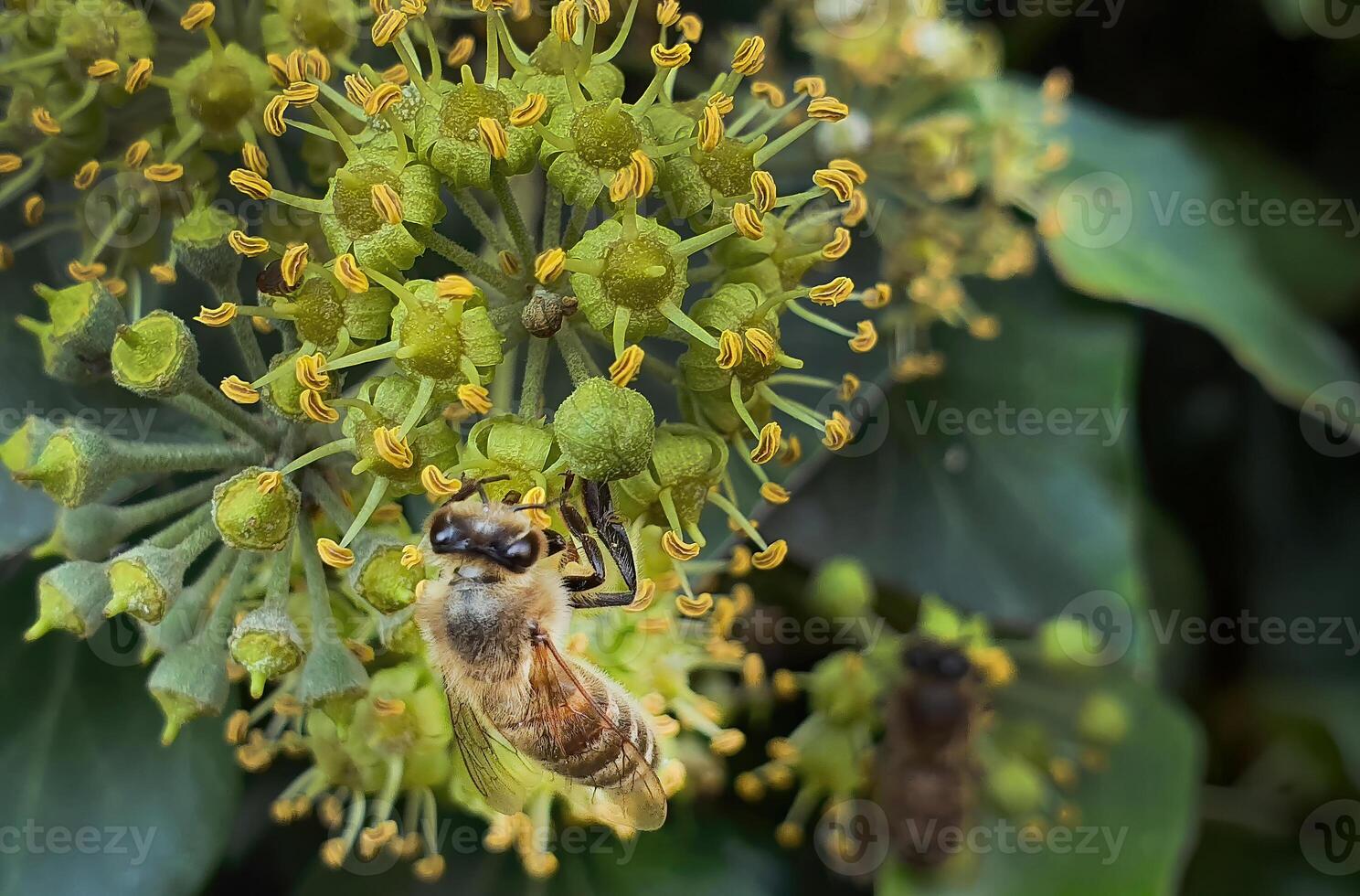 Close up a bee on Hedera helix flower or English ivy, macro shot, bugs, wild lifes, wild ivy, animal life, nature environment photo