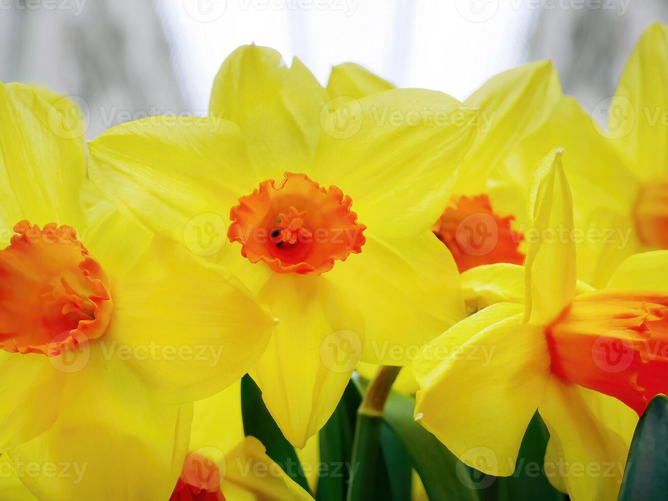 Daffodils Narcissus Orangery, vibrant yellow and orange colors, selective focus with blurred background, natural lights, fragrant flowers photo