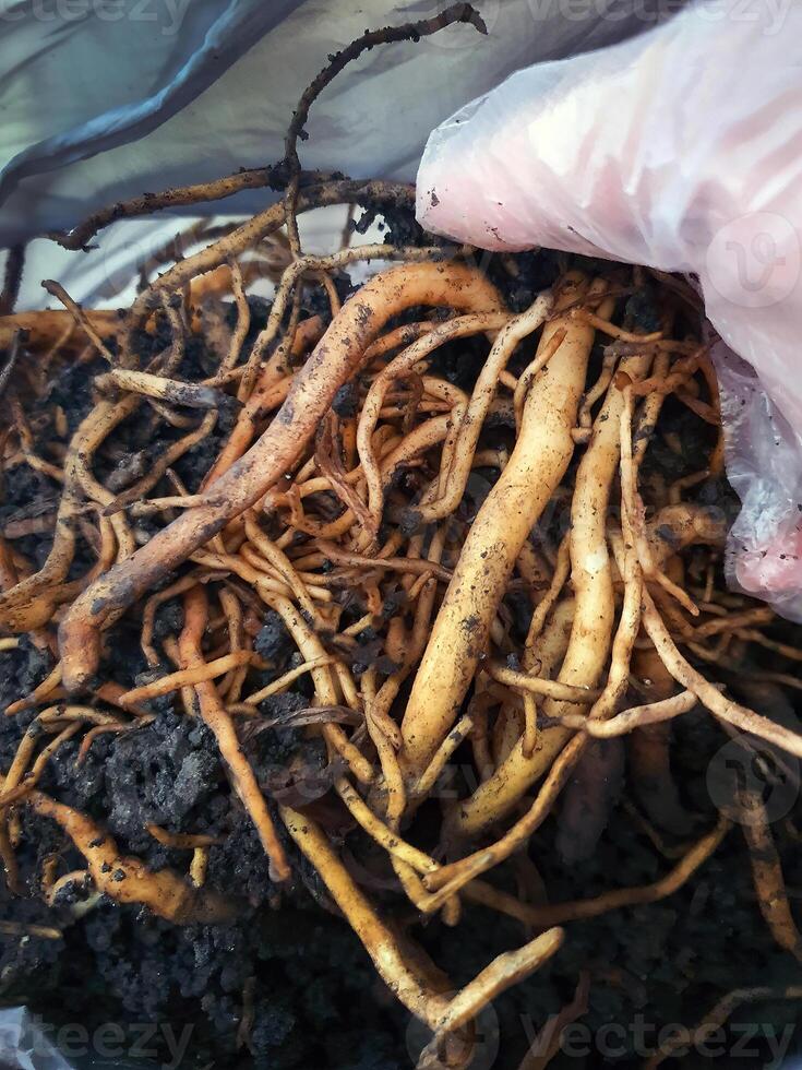 A hand holding Emerald Palm roots, gardening concept and Tree care, Treating sick trees, green thumbs, environmental photo