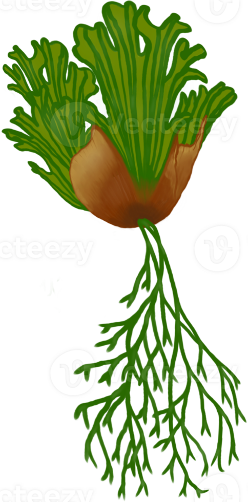 Beautiful form and colors of fresh polypodium polycarpon for decorate the tropical garden or in the forest. png