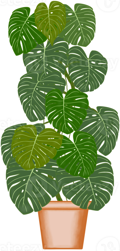 Beautiful monstera deliciosa are growing up in the brown ceramic pot for decorate home and garden. png