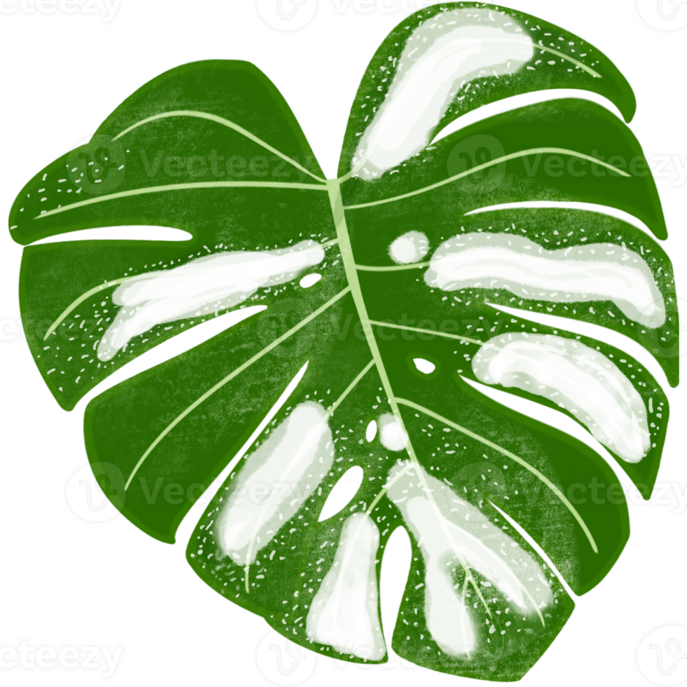 Beautiful white mixed green colors of a monstera deliciosa leaves png