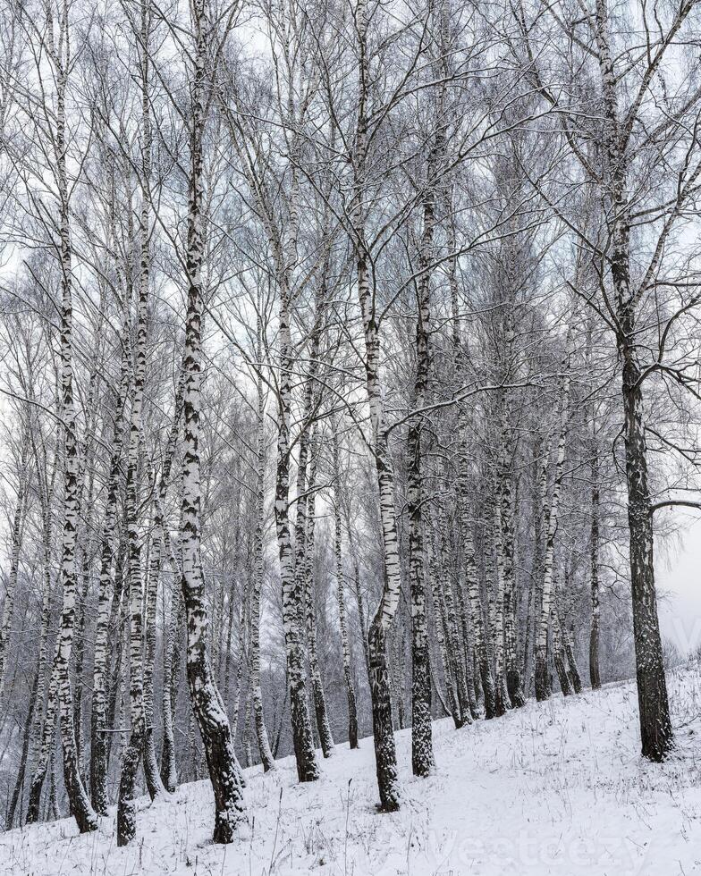 Birch trees in winter forest photo