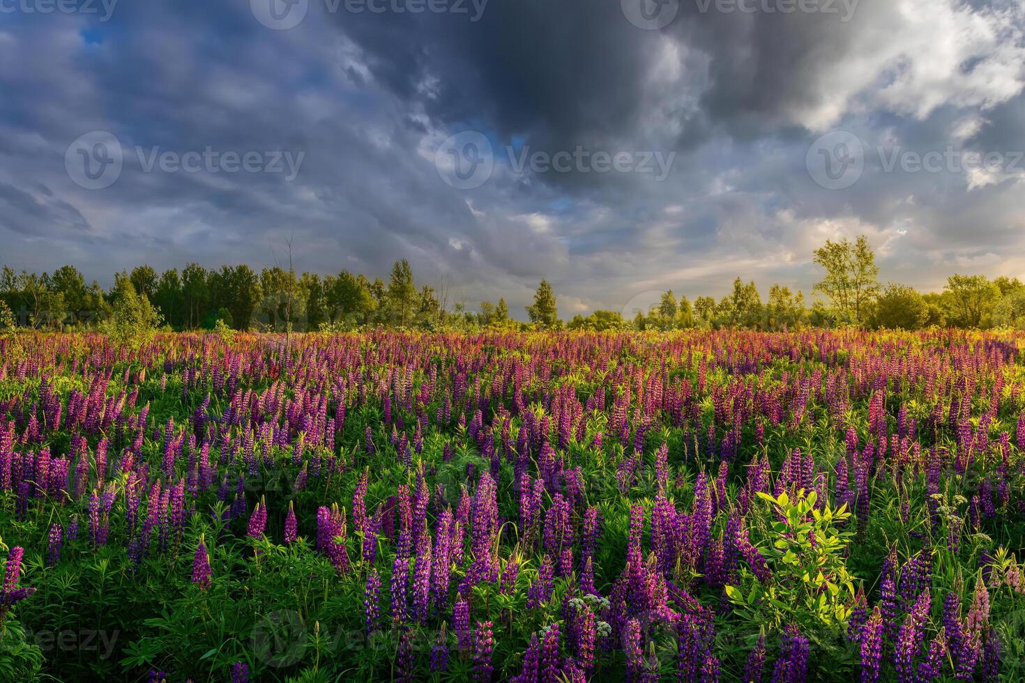 A field of purple flowers under a cloudy sky photo