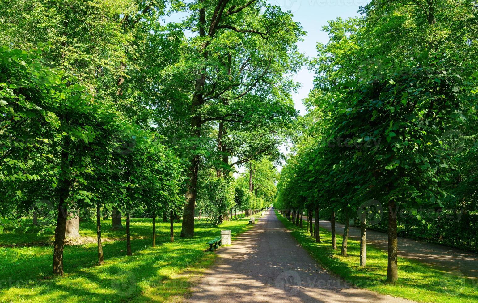 A path in a park with trees and grass photo