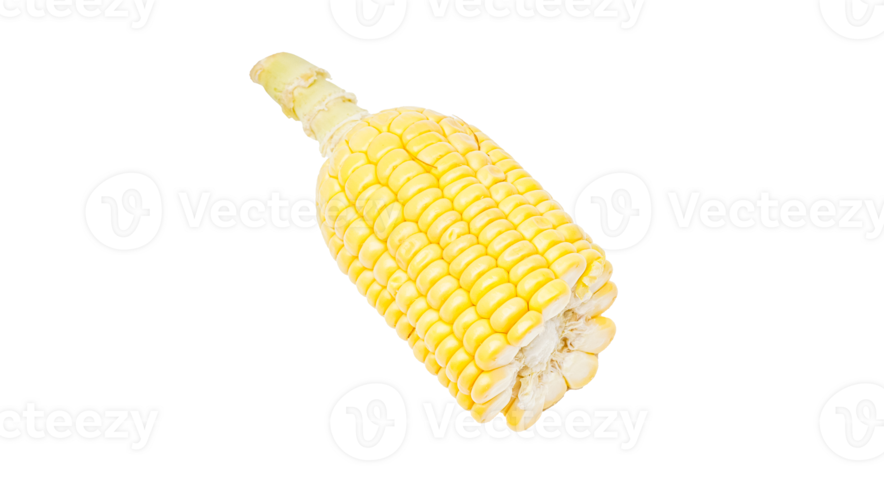 Bottom cut of corn vegetable isolated on transparent background png