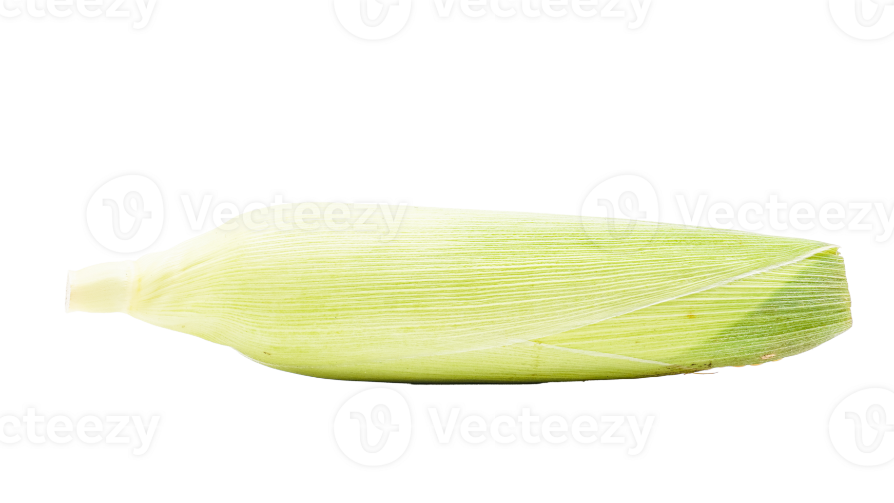 Ear of corn isolated on transparent background png