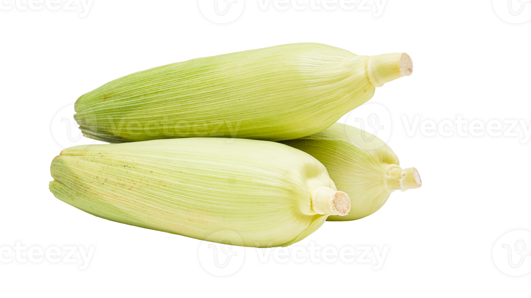 Three ears of corn isolated on transparent background png
