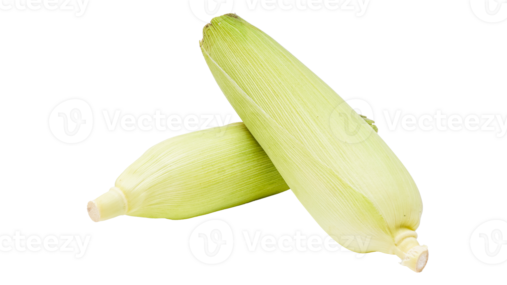 Two ears of corn isolated on transparent background png