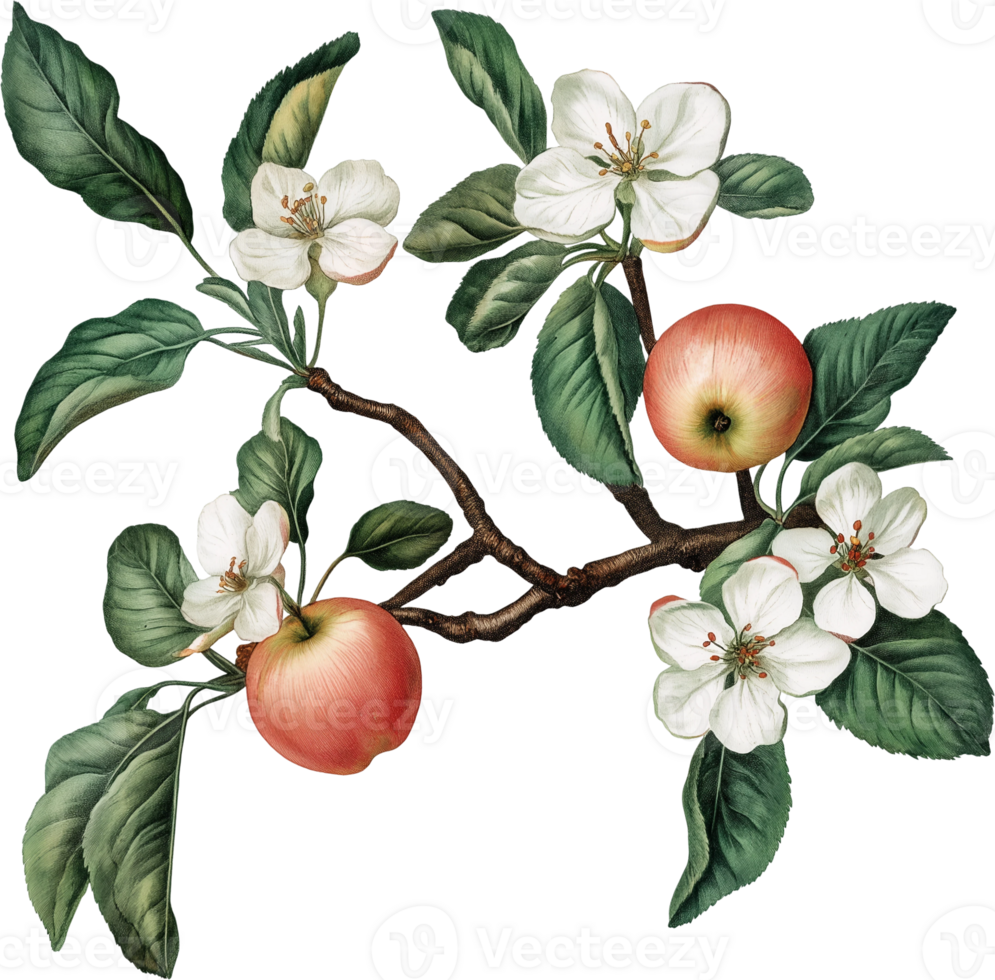 Apple tree branch with flowers and fruit png