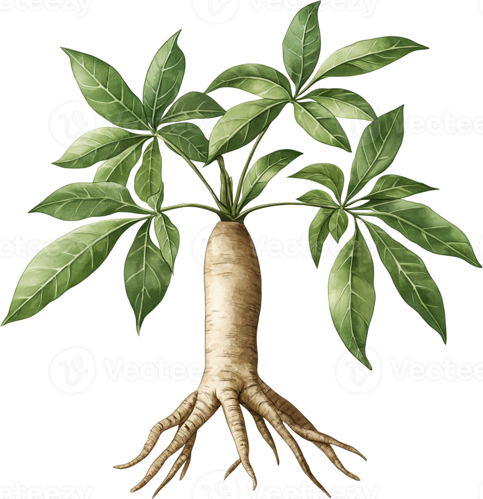 A plant with roots and leaves png