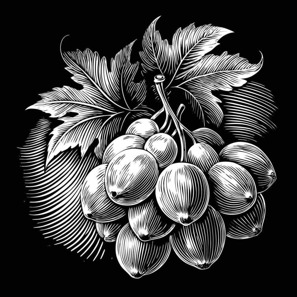 grapes in a wood engraving style on a black background vector