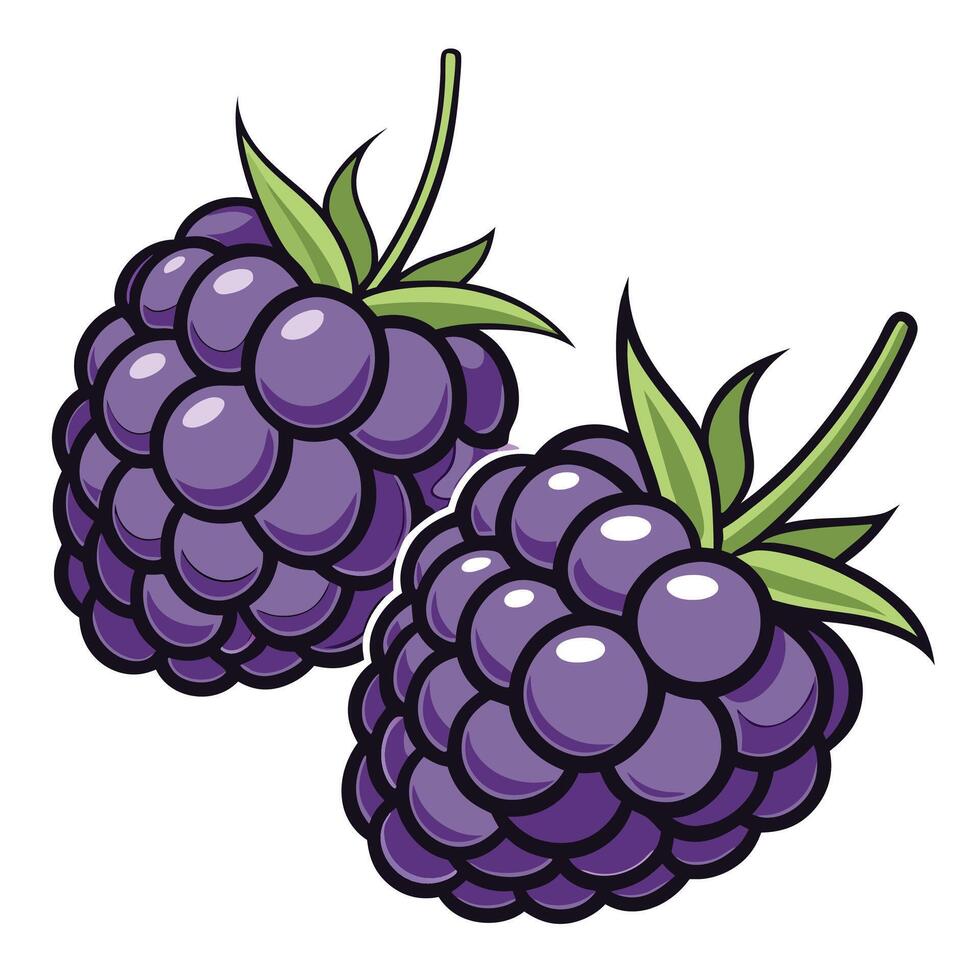 two blackberries on white background vector