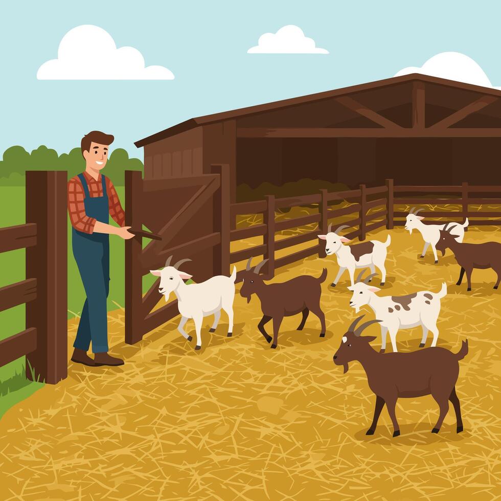 Farmer Opening Gate Letting Goats Into a Barn on a Farm vector