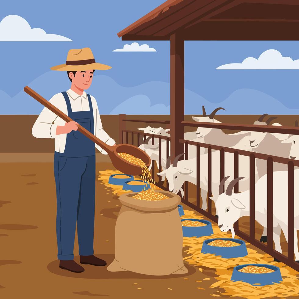 Farmer Feeding Goats with Grain Inside Barn in Sunny Day vector