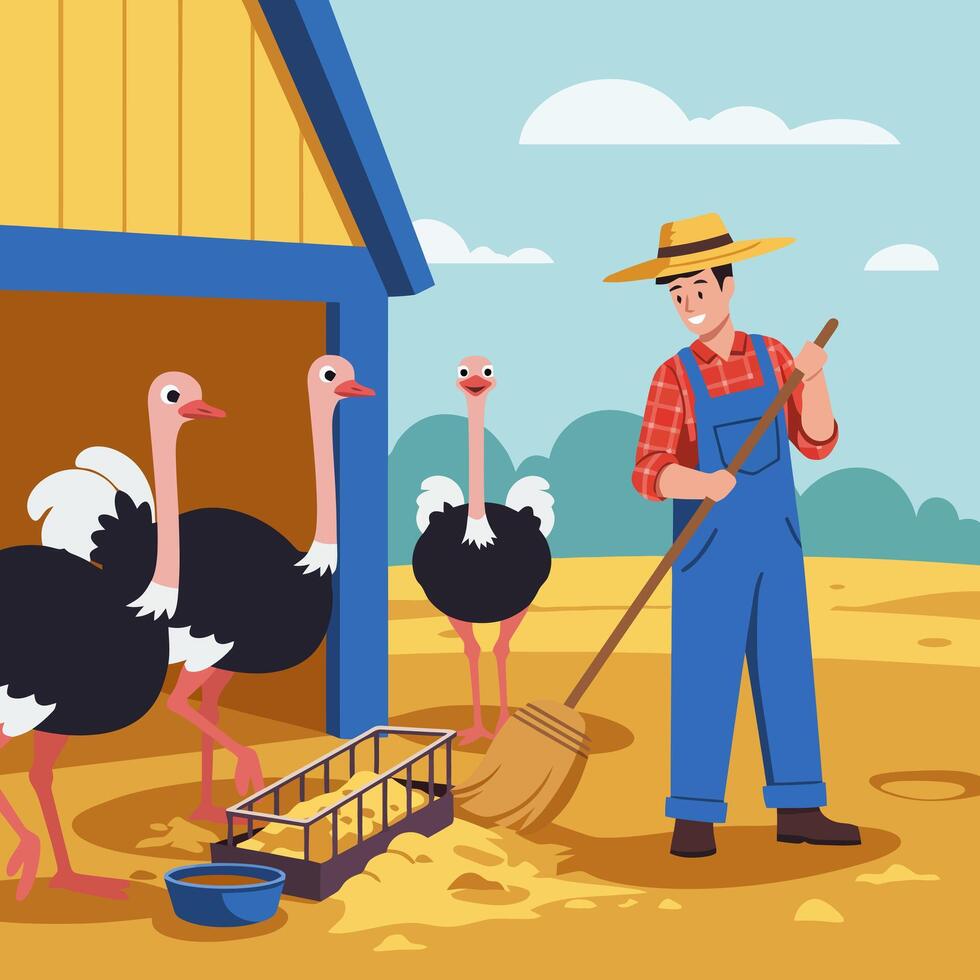Farmer Sweeping Barnyard with Ostriches Near Shed on Sunny Day vector