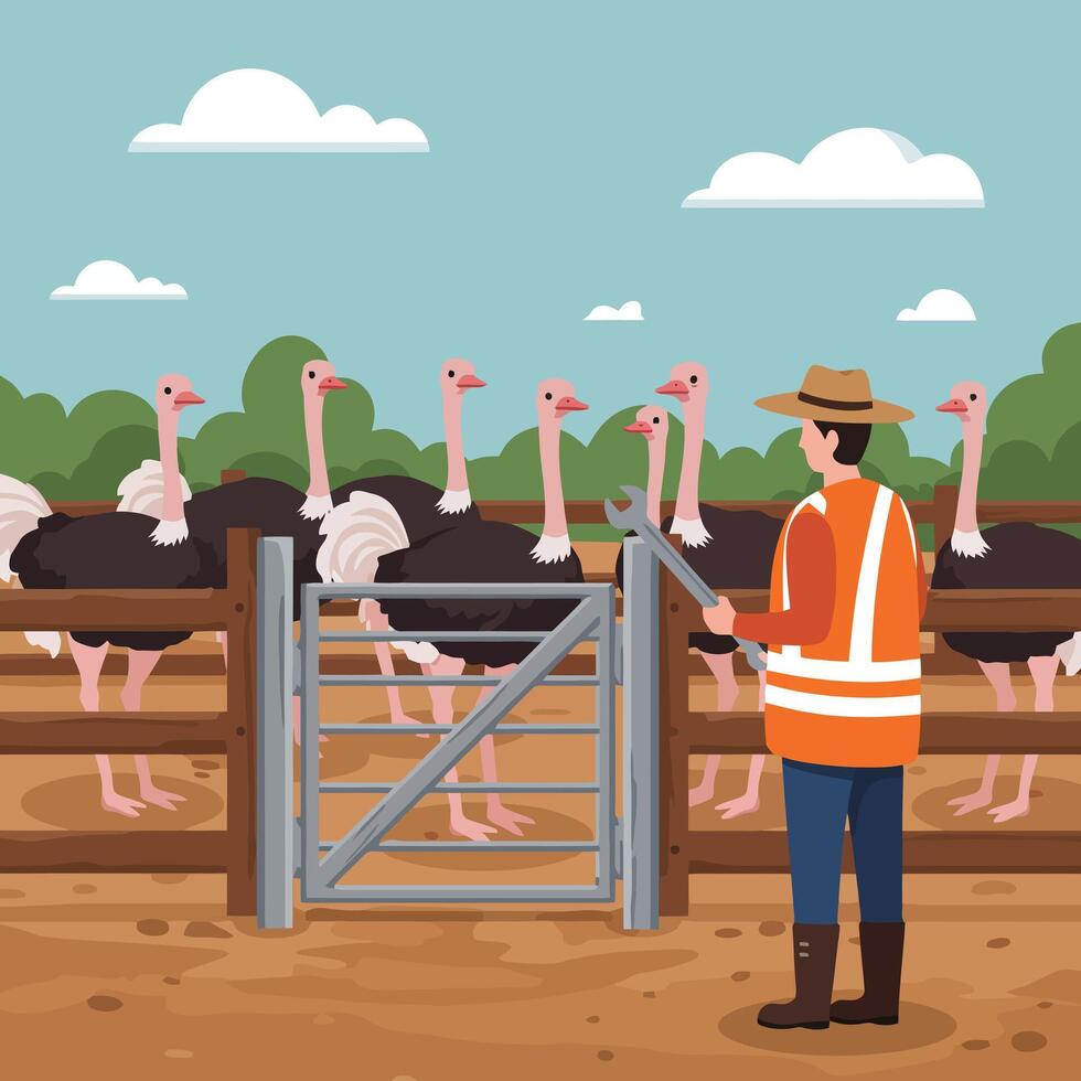 Farm Worker Repairing Gate Near Group of Large Ostrich Birds vector