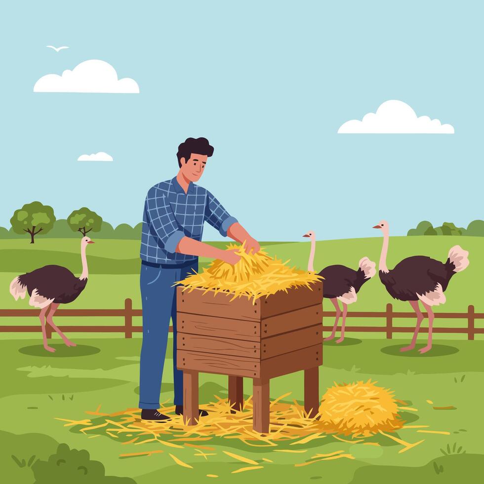 Man Feeding Hay to Ostriches in a Rural Farming Landscape vector
