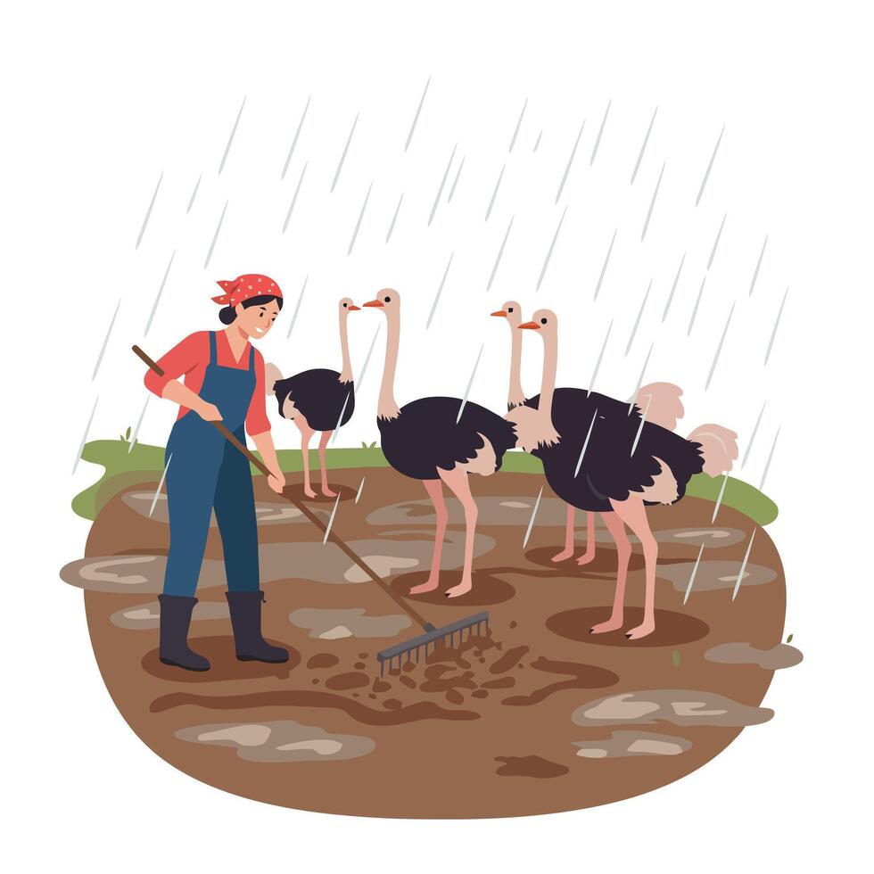 Woman Raking Muddy Field with Ostriches Watching in the Rain vector