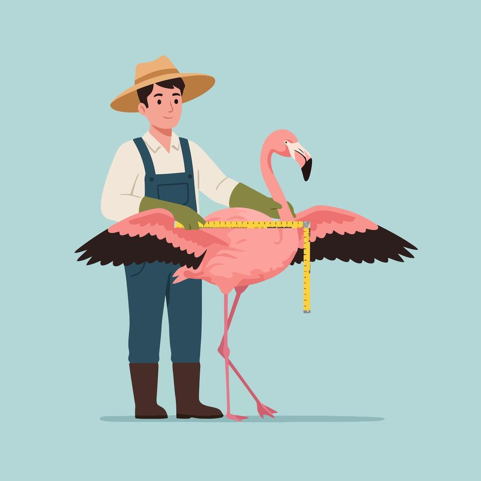 Person Measuring Flamingo Wing Span with Tape Measure Illustration vector