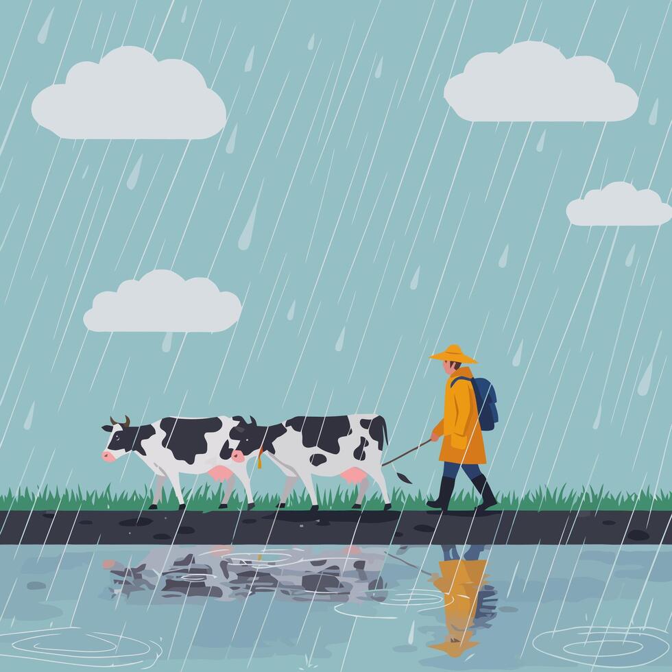 Farmer Walking Cows in Rain with Reflections Illustration for Agricultural Concepts vector
