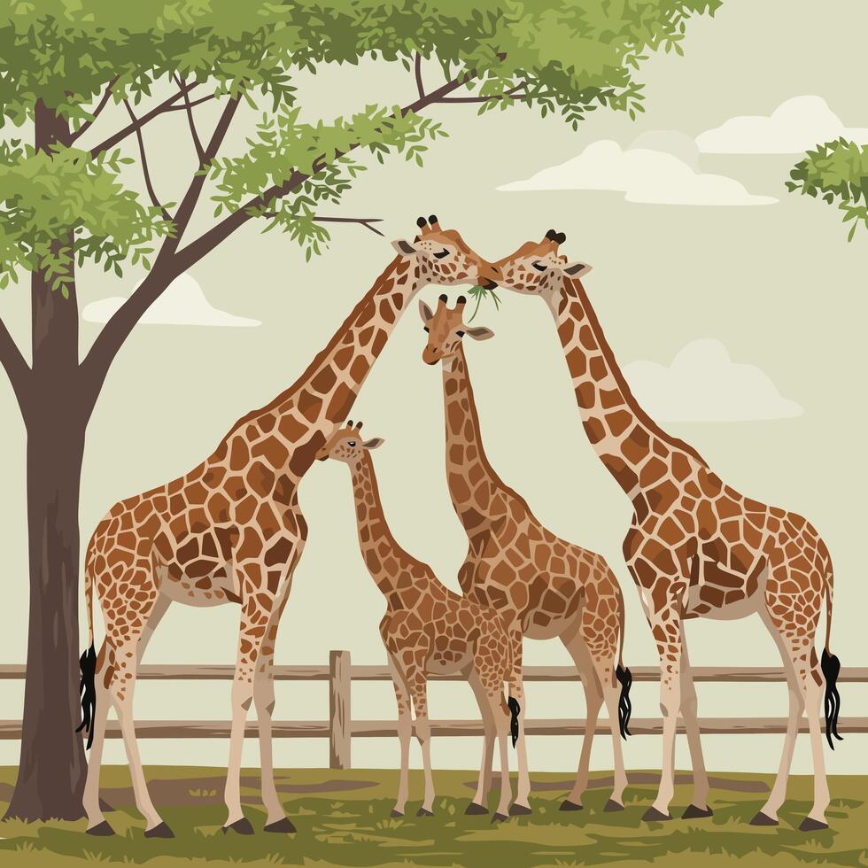 Giraffe Family Gathering and Feeding Near Tree in Grassy Field vector