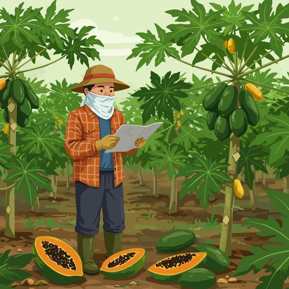 Farmer Reading Document in Papaya Orchard Inspecting Fruit Quality vector