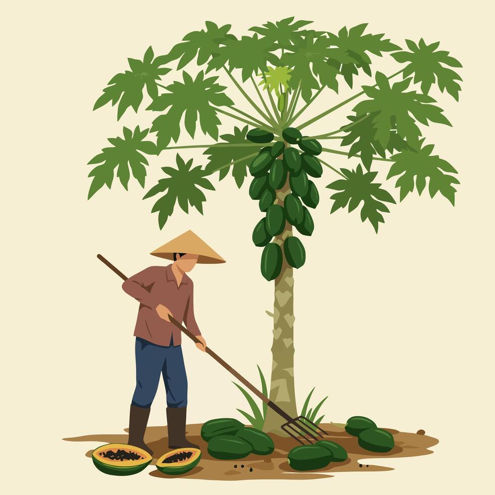Farmer Harvesting Ripe Papaya Fruits From Tree Using Gardening Tool vector