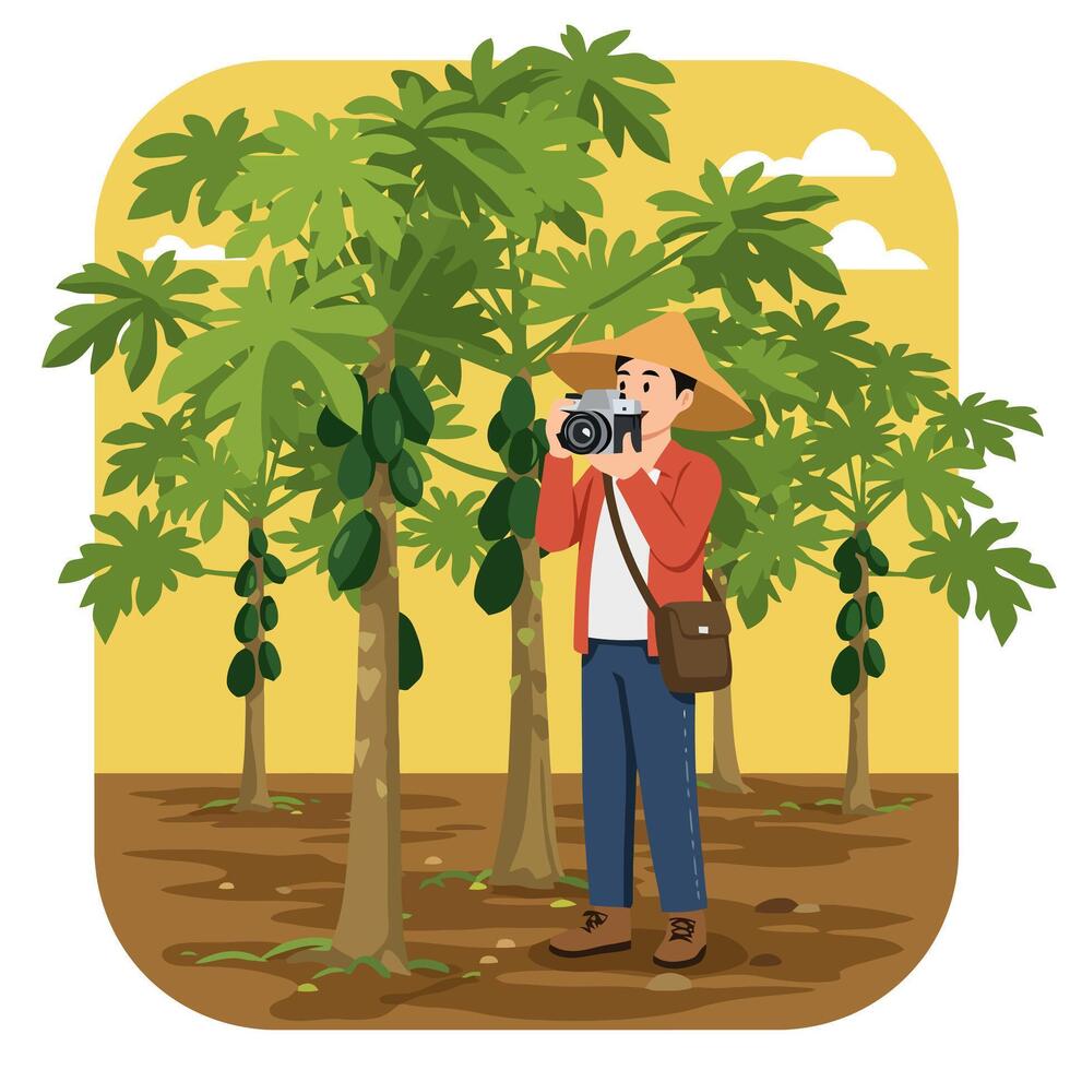 Man Taking Picture of Papaya Tree in Orchard with Camera vector