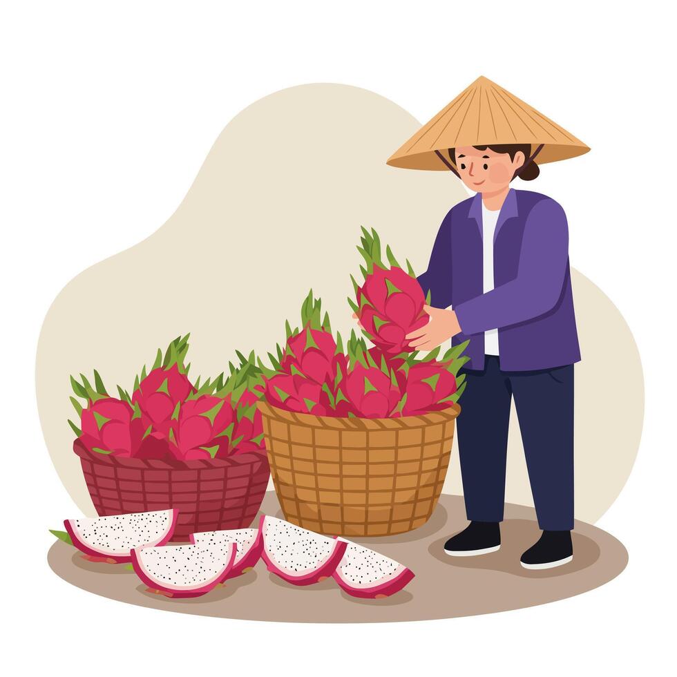 Farmer Harvesting Dragon Fruit in Baskets with Traditional Hat vector