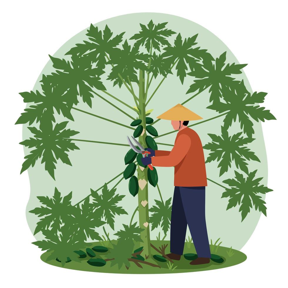Farmer Harvesting Fruit with Gardening Shears in an Orchard Illustration vector