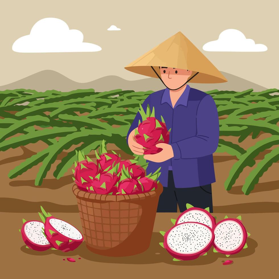 Harvesting Dragon Fruit at Local Farm with Traditional Hat vector