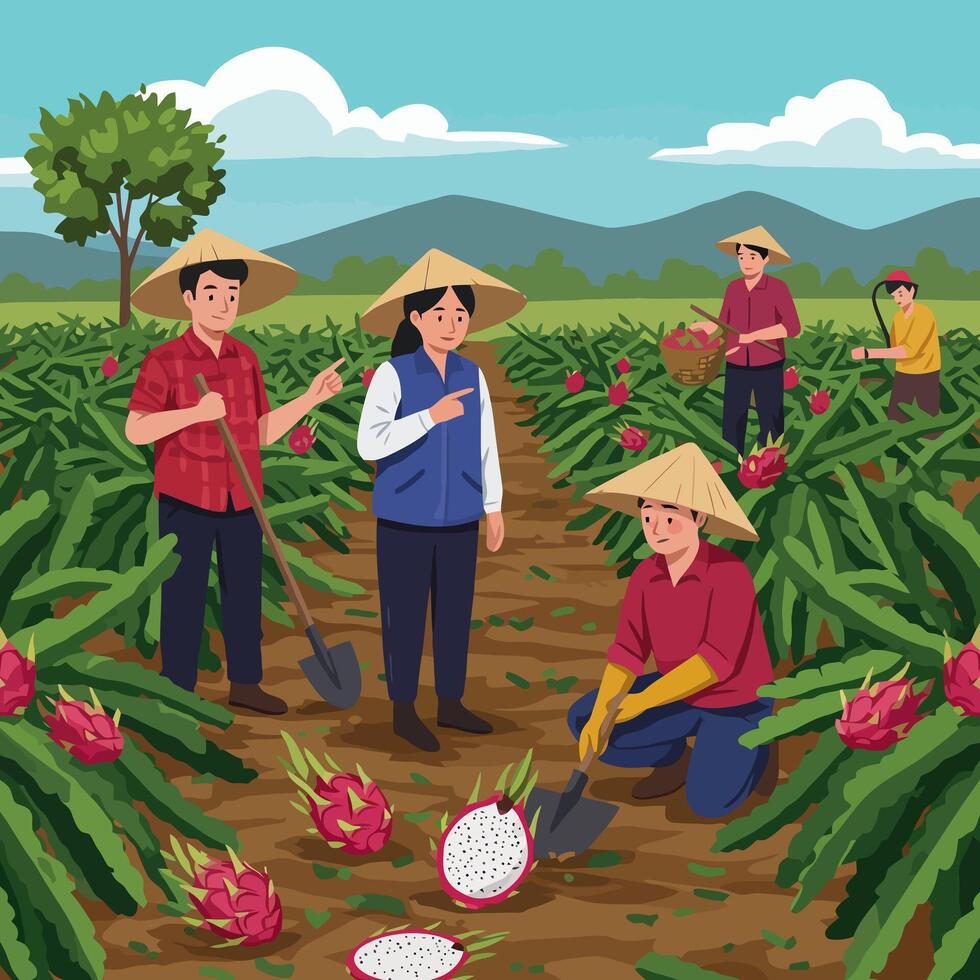 Farmers Harvesting Dragon Fruit Crop in Field on Sunny Day vector