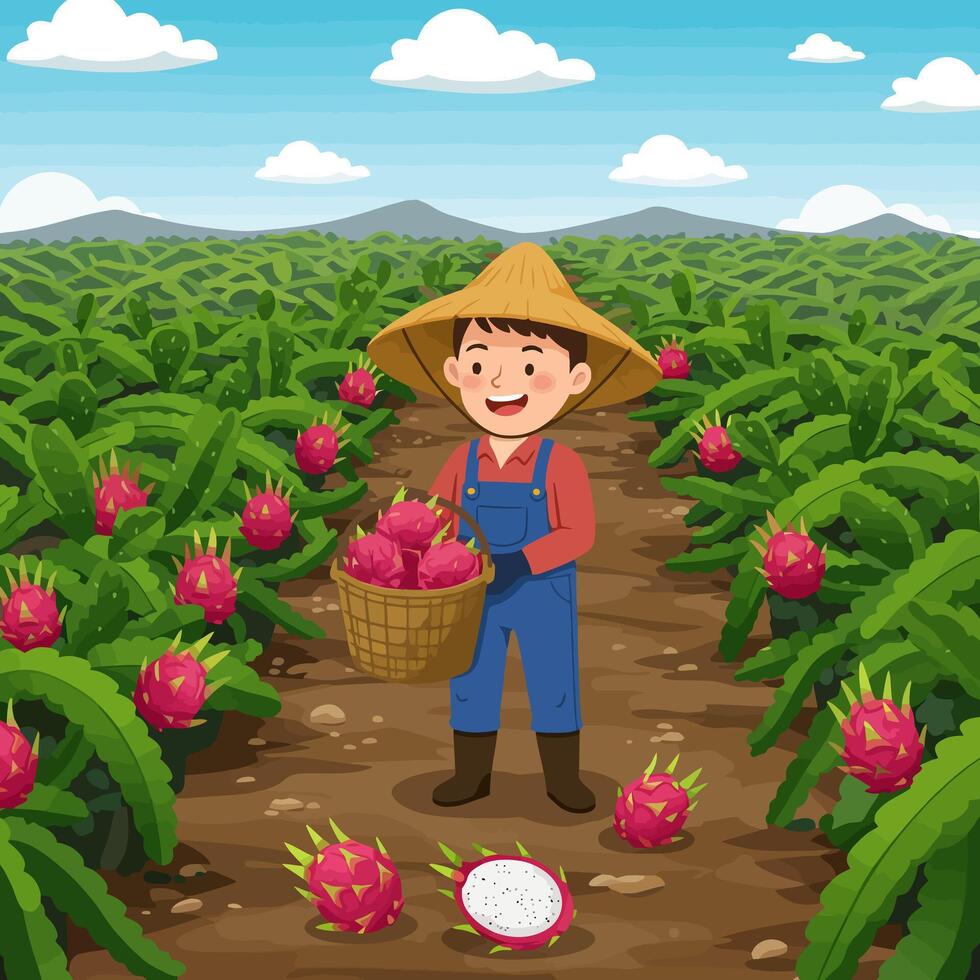 Harvesting Dragon Fruit Freshly Picked by Smiling Farmer in Field vector