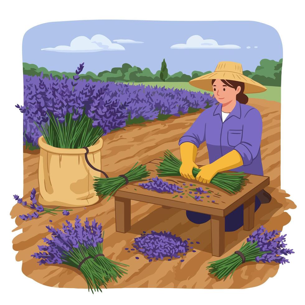 Woman Harvesting Lavender Flowers in Field with Sack and Table vector
