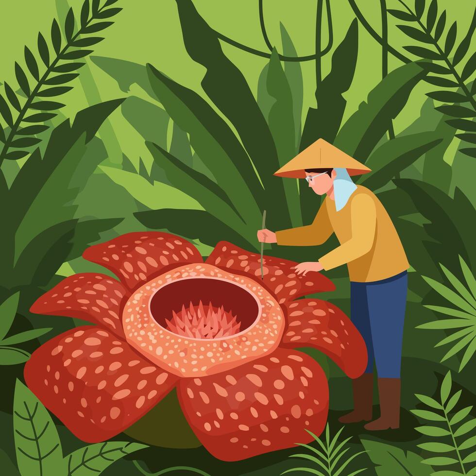 Examining Large Flower Rafflesia Plant in Jungle by Researcher vector
