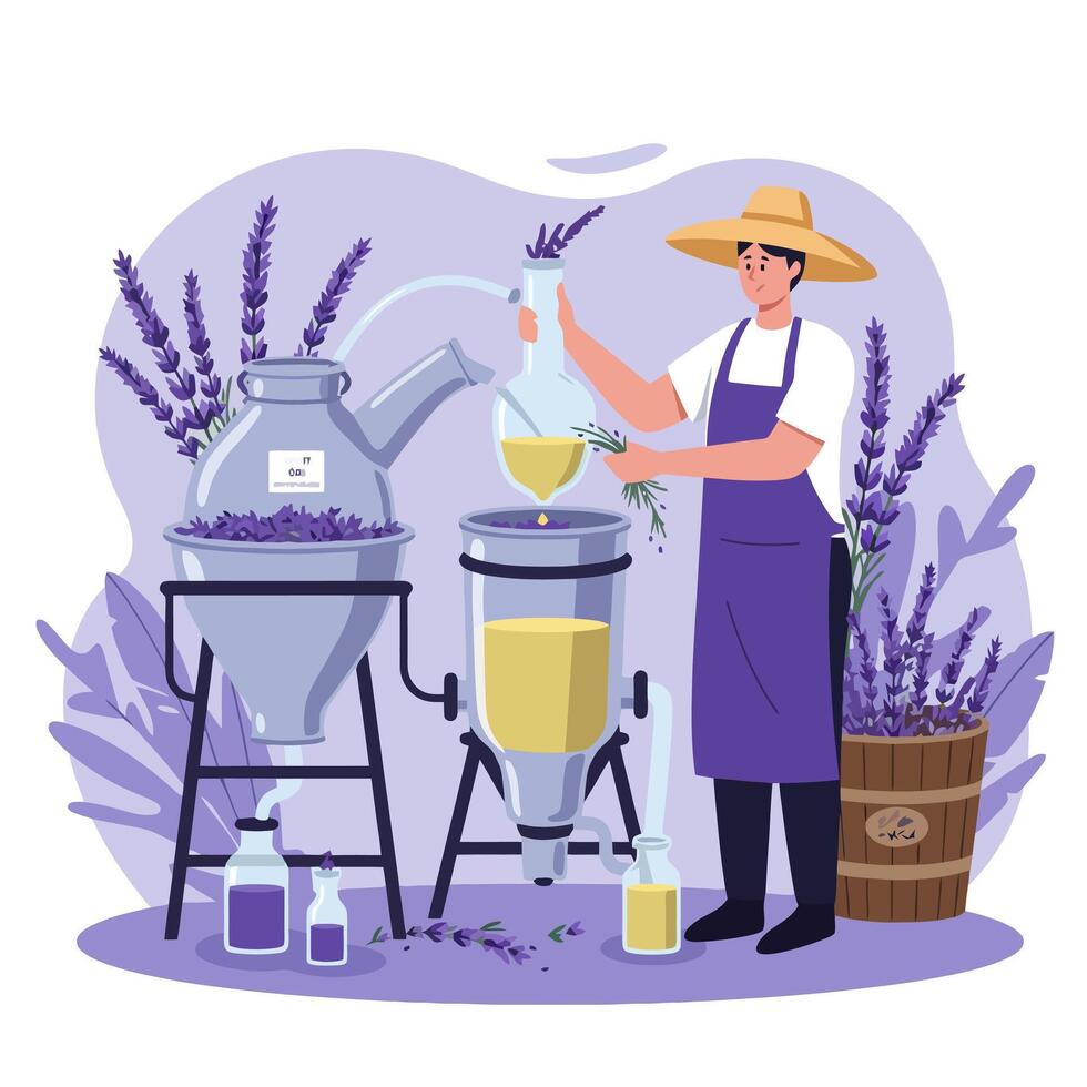 Extracting Lavender Essential Oil Using Distillation Process for Aromatherapy vector