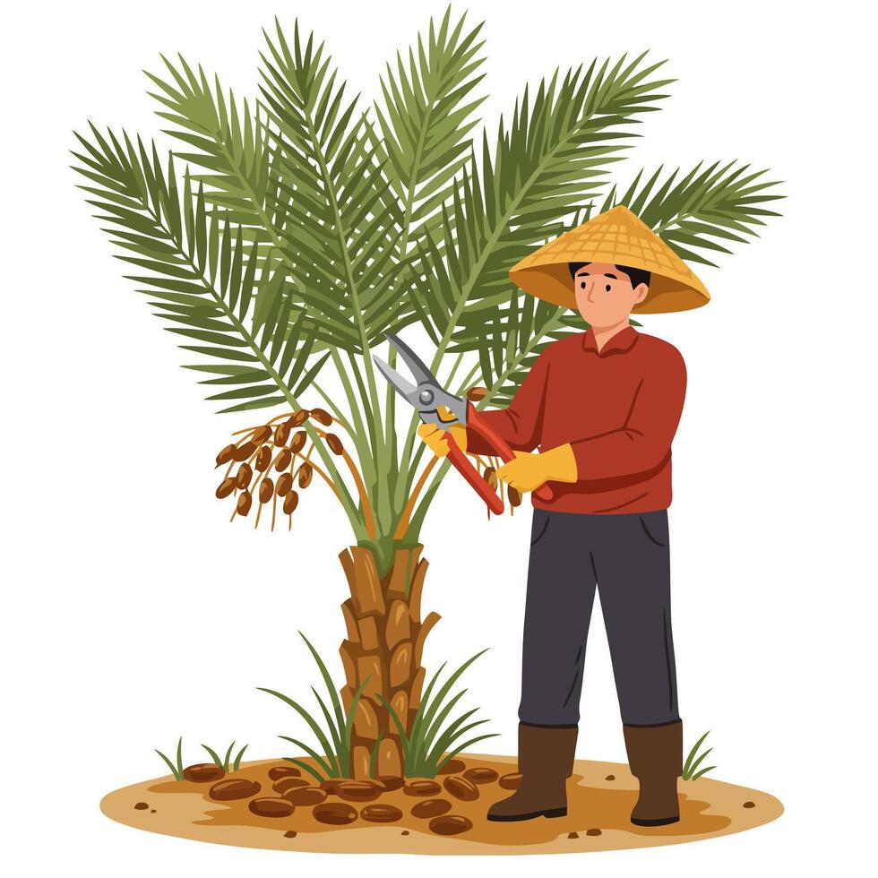 Person Harvesting Date Palm with Pruning Shears in Farm Illustration vector