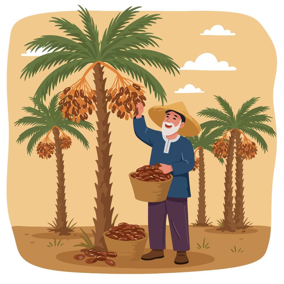 Gathering Dates Man Harvesting Ripe Fruit From a Palm Tree vector