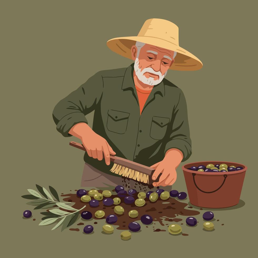 Person Cleaning Harvested Olives with Brush for Olive Oil Production vector