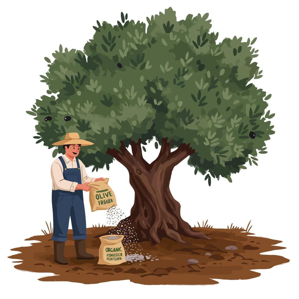 Farmer Fertilizing Olive Tree with Organic Fertilizer in an Orchard vector
