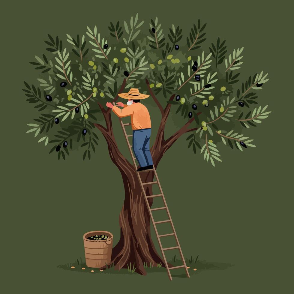 Harvesting Olives Man on Ladder Picking Fruit From Tree vector