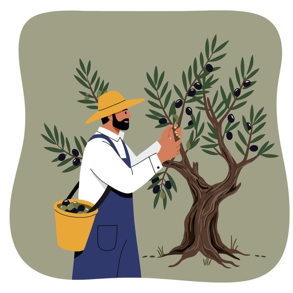 Farmer Harvesting Olives From a Tree in an Orchard Garden vector