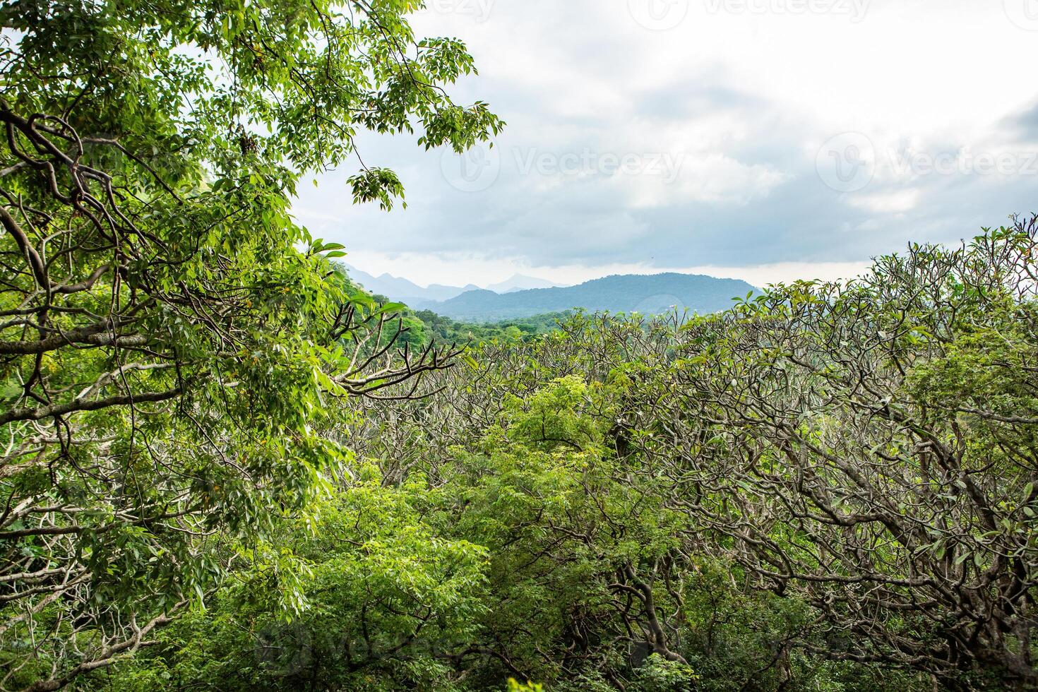 landscape with jungle nature in Sri Lanka photo