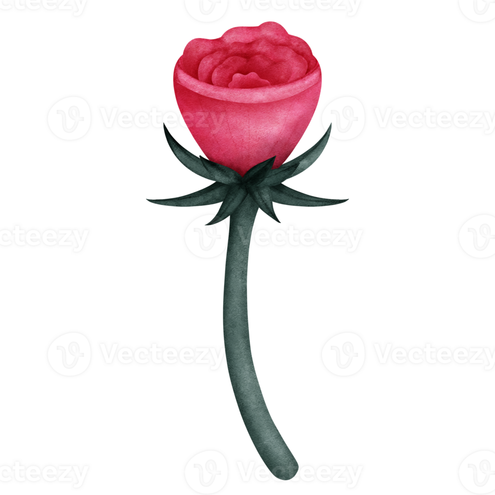 Rose red color with a green leafy stem, The flower has a soft, watercolor like texture, png