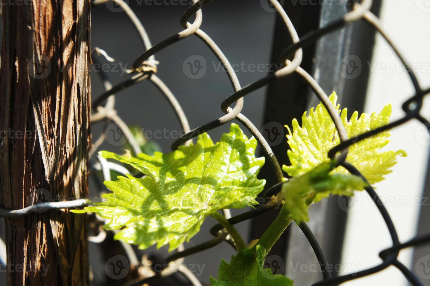 Vibrant green grape leaves climbing a chain-link fence in natural sunlight photo