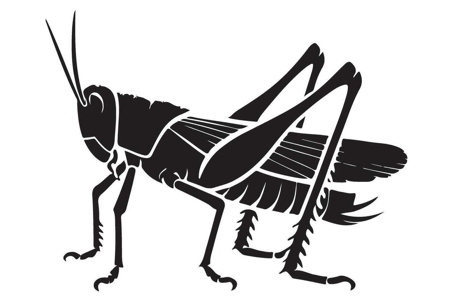 Detailed Grasshopper Insect Illustration Anatomy Design Silhouette vector