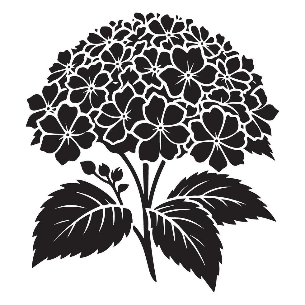 Detailed Hydrangea Illustration Perfect Flower Artwork Design Graphic vector