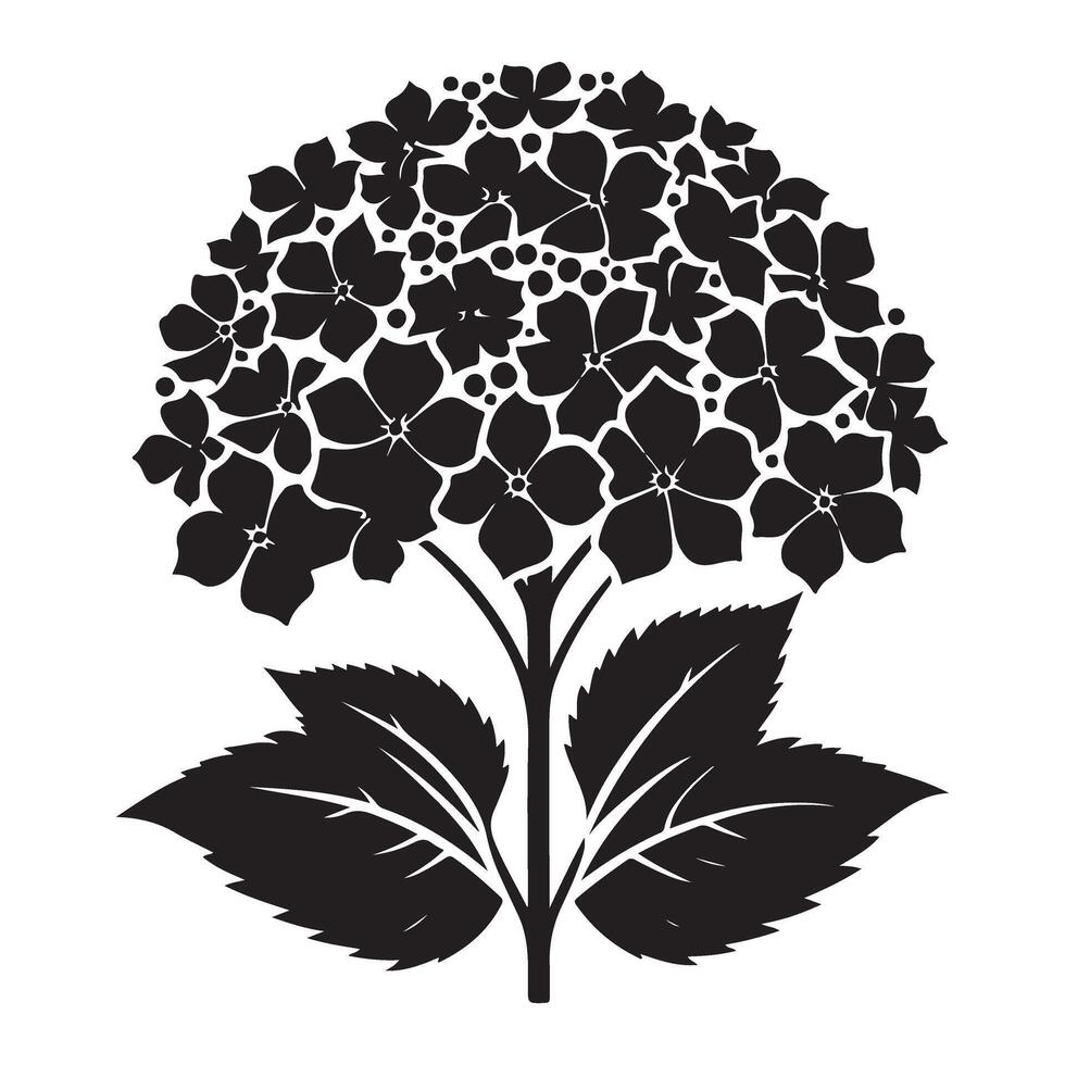 Hydrangea Blossom Silhouette Artistic Botanical Representation vector