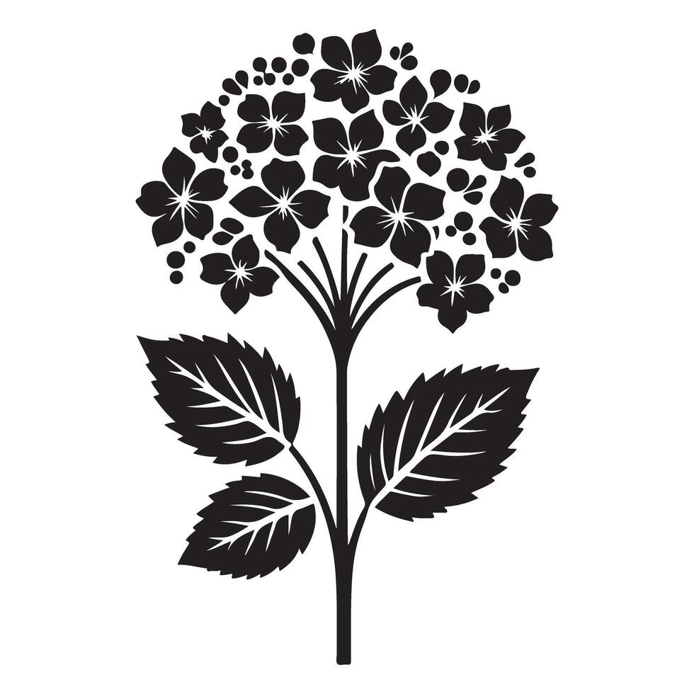Hydrangea Illustration Black Flower Art Botanical Decorative Element vector